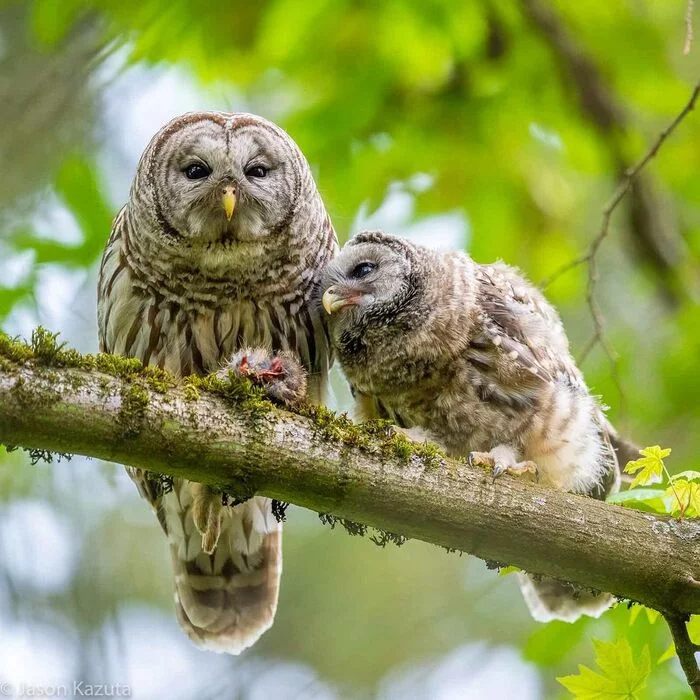 A barred owl feeds an owlet - Tawny owl, Owl, Chick, Birds, Predator birds, Animals, wildlife, North America, The photo, Feeding