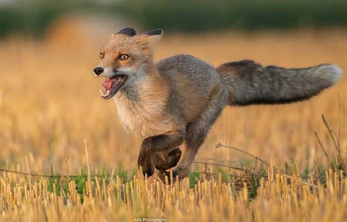 Hurry somewhere - Fox, Canines, Predatory animals, Mammals, Wild animals, wildlife, The photo