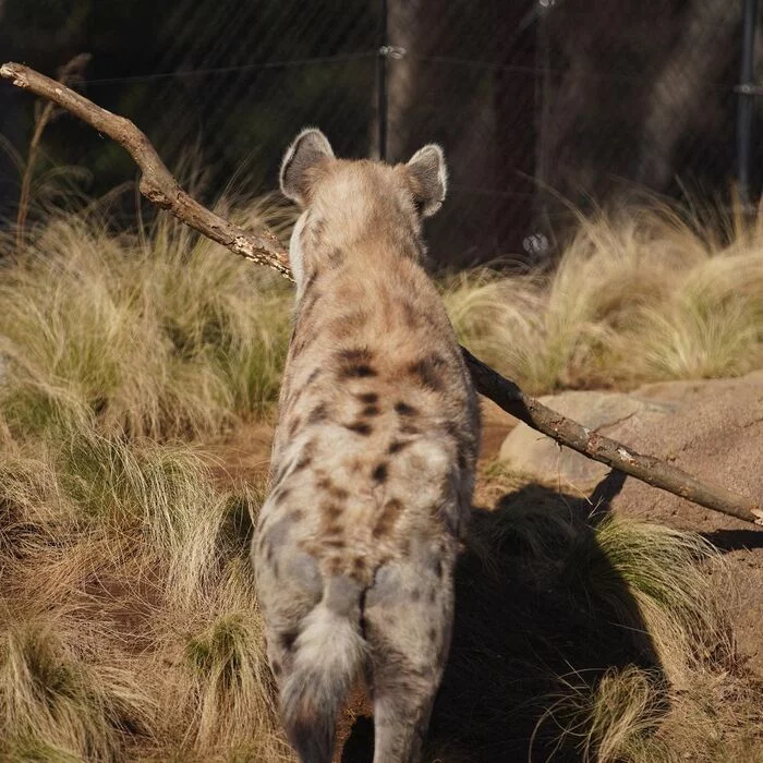 Not a dog. But there is something doggy - Spotted Hyena, Hyena, Predatory animals, Mammals, Wild animals, wildlife, Zoo, The photo, Stick