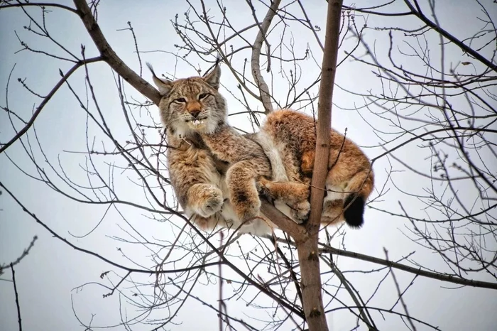 In the Amur region, the alabai mistook a lynx for an ordinary cat and drove it up a tree - Lynx, Alabai, Amur region, cat, Dog, Longpost, wildlife, Small cats, Cat family