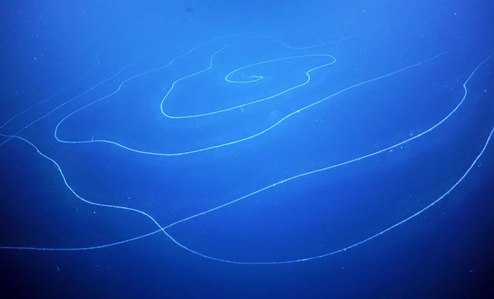 Thin threads were noticed in the depths of the ocean. However, then it turned out that this giant living creature is 45 meters long. - Ocean, Unprecedented, Video, Youtube, Longpost