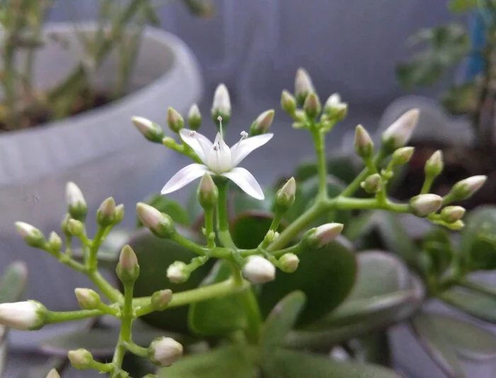 Money Tree - My, Houseplants, Crassula, Flowers