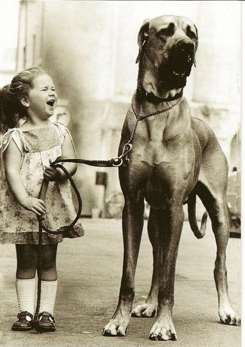 Happy girl next to a huge dog - Dog, Girl, Happiness, friendship, Joy, Old photo, Children