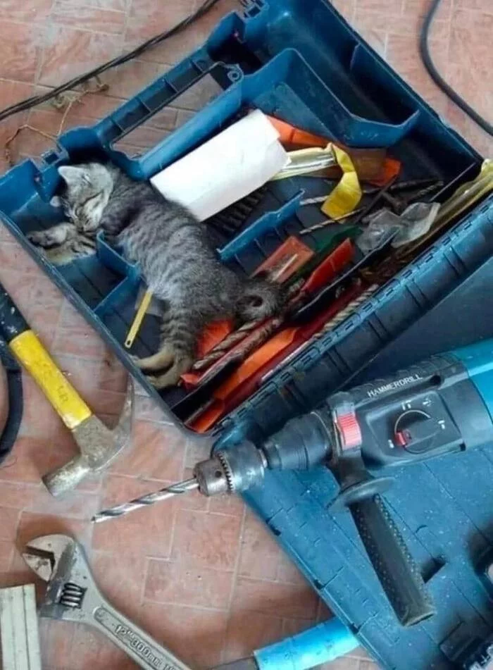 Key with purr - Images, cat, Tools, Humor