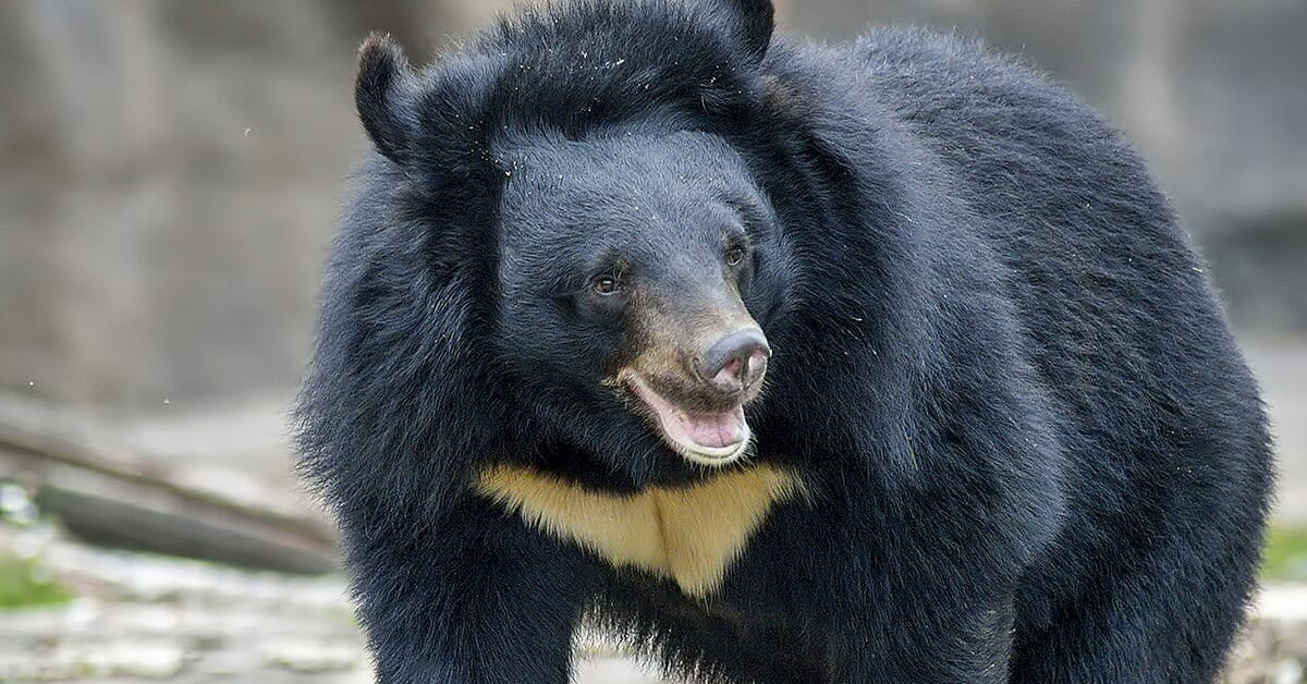 Гималайский медвежонок. Гималайский белогрудый медведь. Уссурийский белогрудый медведь. Медведь Дальневосточный белогрудый. Бурый и белогрудый медведь.