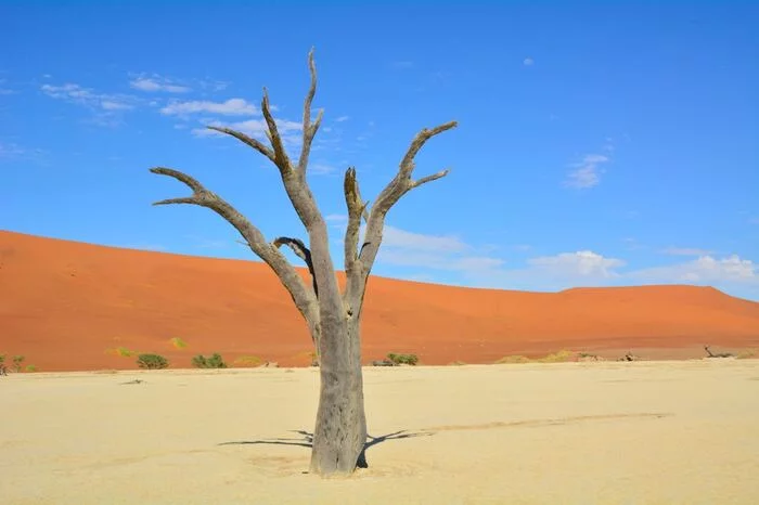 Dead forest, Namib desert - My, Africa, Namibia, Namib Desert, The photo, Nature