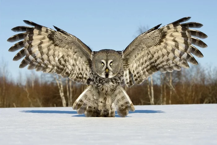 Owl takeoff - Owl, Wings, Takeoff, Predator birds, The photo