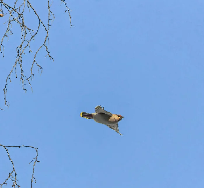 Flyer from the north - My, Nature, Photo hunting, The nature of Russia, Birds, Hobby, Winter, Waxwing, The photo