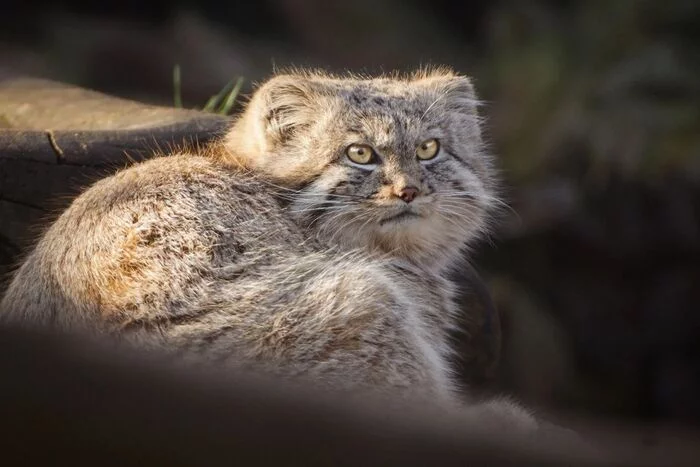 Did I have dinner today or didn't I have dinner? - Pet the cat, Pallas' cat, Small cats, Cat family, Mammals, Animals, Wild animals, Zoo, The photo, Fluffy