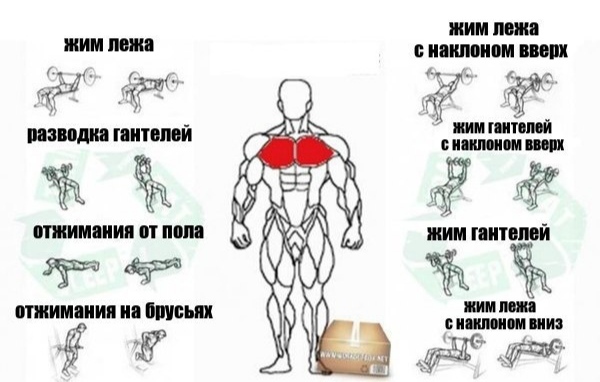 Exercises for all areas of the chest - Workout, Body-building, Gym, Fitness, Exercises