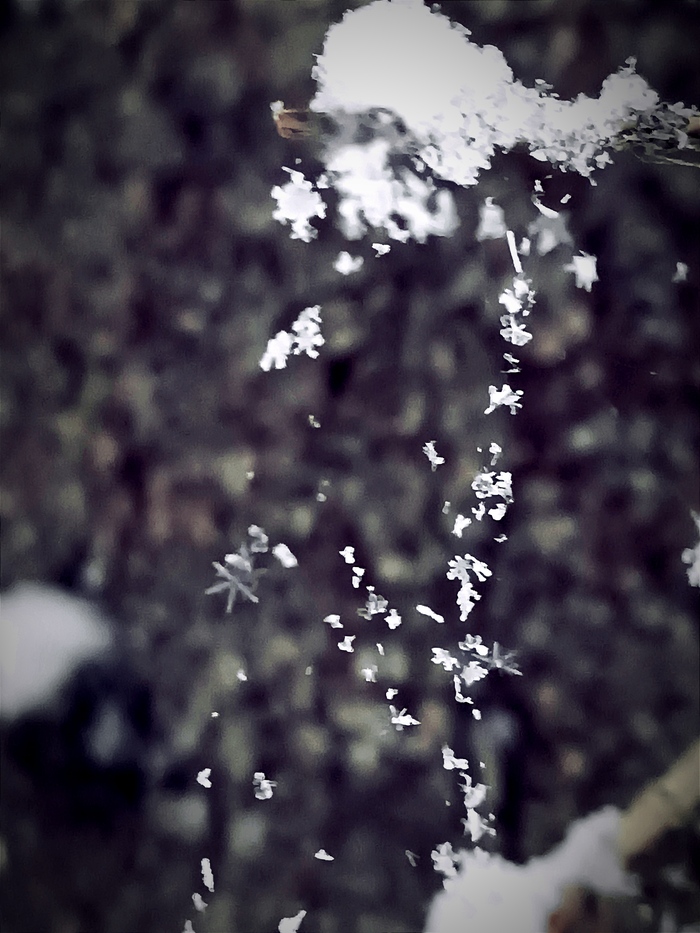 Лесные гирлянды...