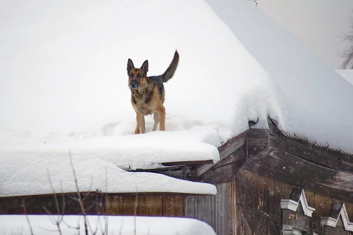 The dog that lives on the roof - My, Mood, Siberia, Krasnoyarsk, The photo, Dog, Wooden house, Snow, Funny, Roof