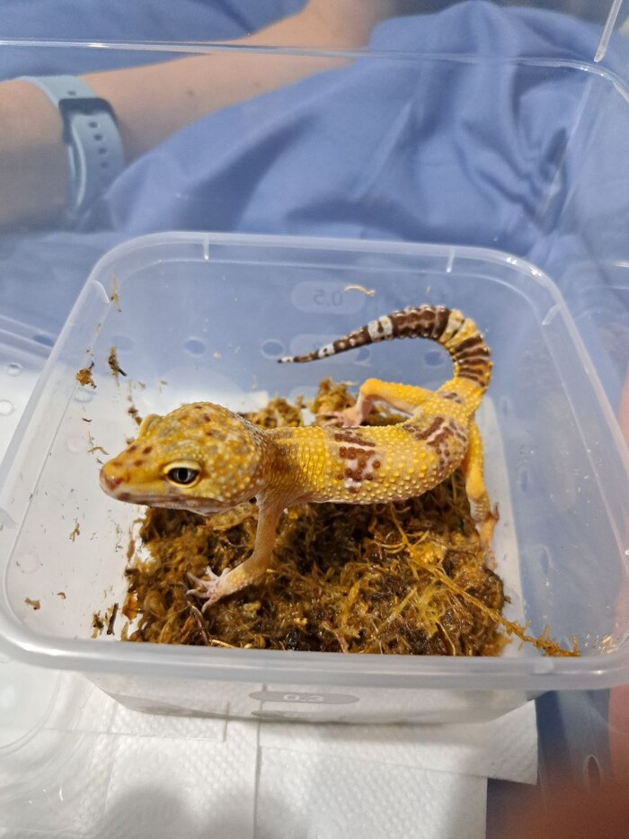 ��� ����� �������