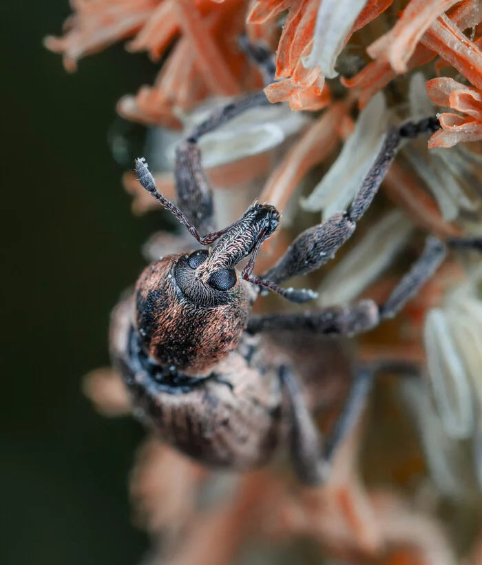 Weevil - My, Mp-e 65 mm, Macro photography, Insects, Weevil, Жуки