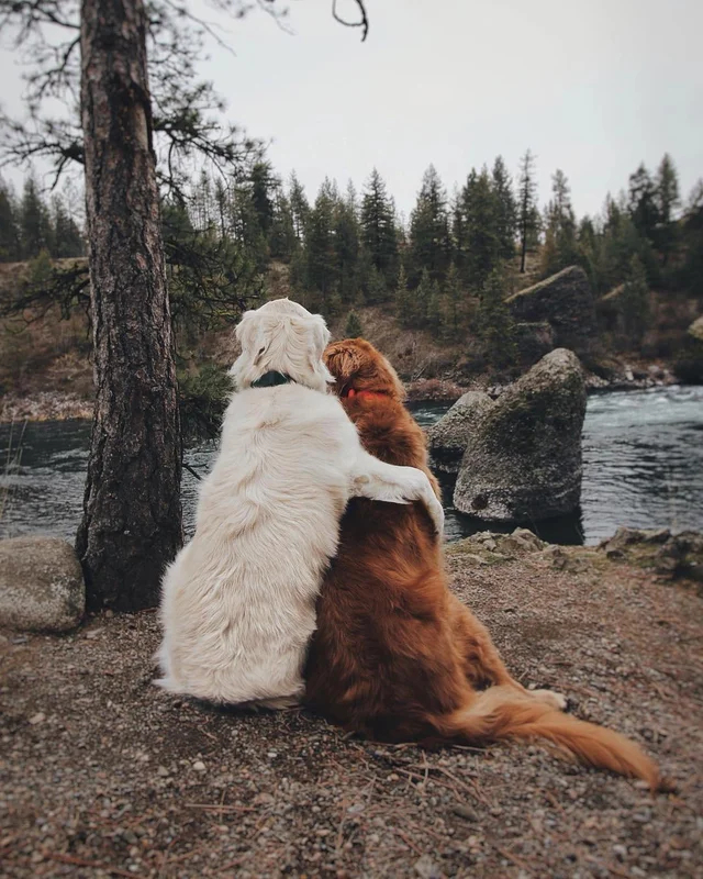 tender hugs - Dog, Nature, Forest, Hugs, The photo