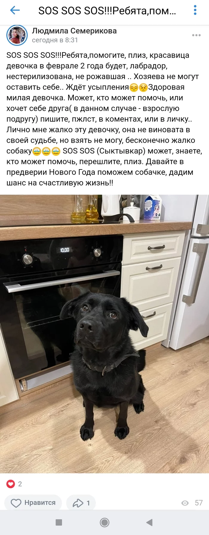 I found the owner) thank you all Guys from Syktyvkar, maybe someone wanted a beautiful Labrador for the new year or your child could be - Syktyvkar, Dog, Lulling to sleep, New Year's miracle, Longpost, In good hands, No rating
