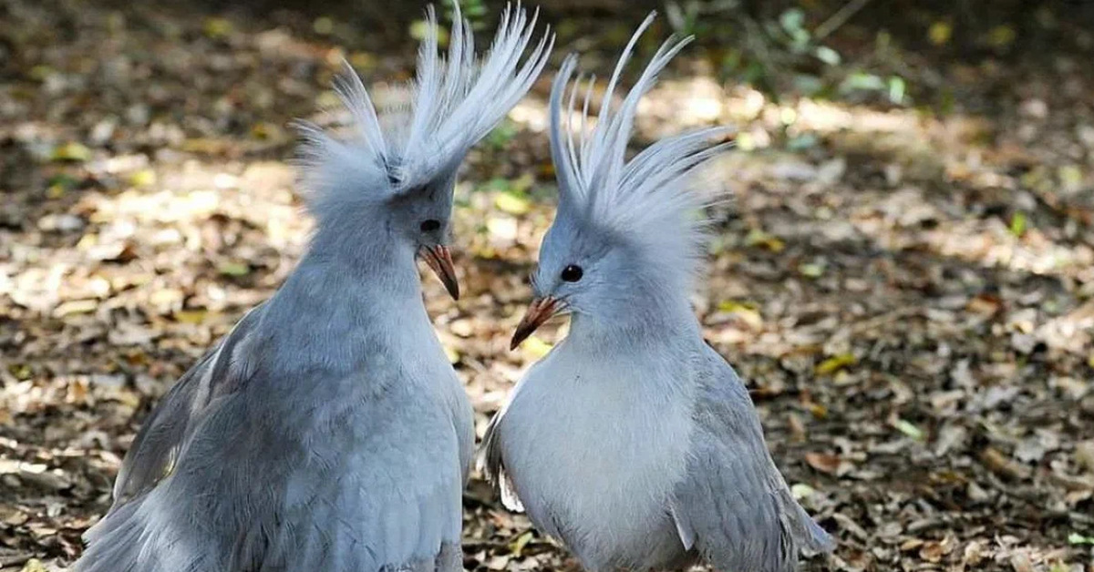 Птица лирохвост в австралии. Птица секретарь морад. Гоацин птица. Удод степной. Удод дальневосточный.