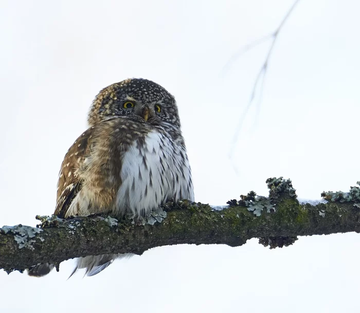 Sparrow Owl (Bitsevsky forest) - My, The photo, Canon, Moscow, Owl, Sparrow owl, Birds