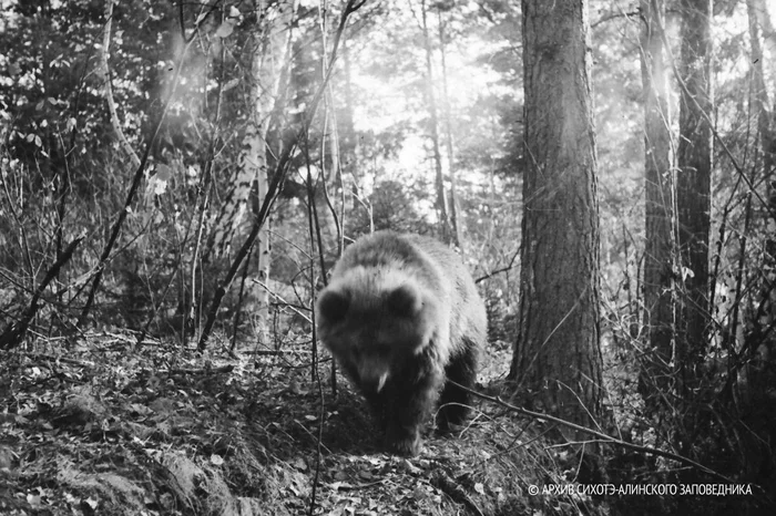 Forester's Tale - The Bears, Sikhote-Alin Reserve, Primorsky Krai, Story, archive, Wild animals, Steel eggs, wildlife, Incident, Dangerous animals