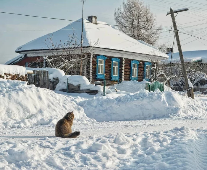 House in the village - Ivanovo region, House in the village, Winter, Wooden house, cat, Travel across Russia, The nature of Russia, The photo