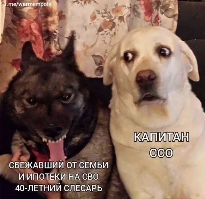 Folk - SSO, Mobilization, Memes, Dog, Picture with text