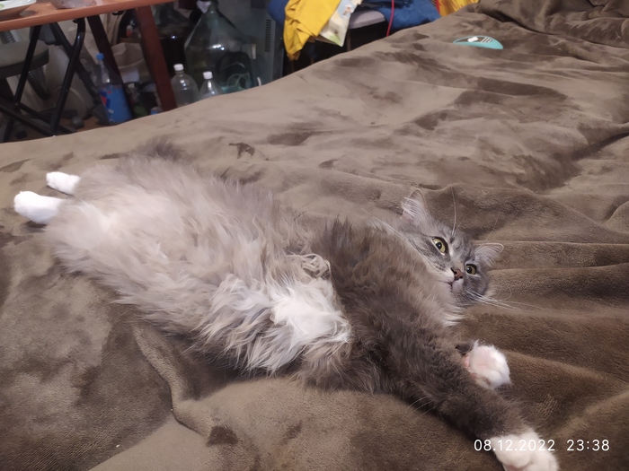 Котики наше все))