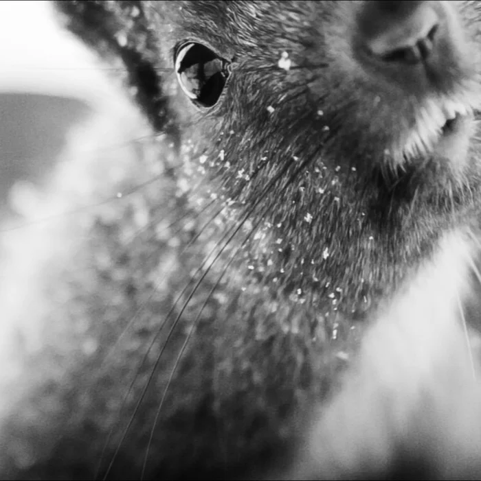 noir squirrel - My, Squirrel, Animals, Black and white photo