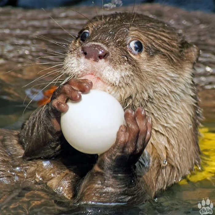 Shall we play? - Oriental Beskeet Otter, Otter, Cunyi, Mammals, Animals, Wild animals, Novosibirsk Zoo, The photo