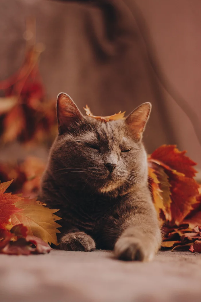 This is such a cutie with my cat. Shot on Canon 600d + 50 1,8stm - My, The photo, Beginning photographer, Autumn, Leaves, Longpost