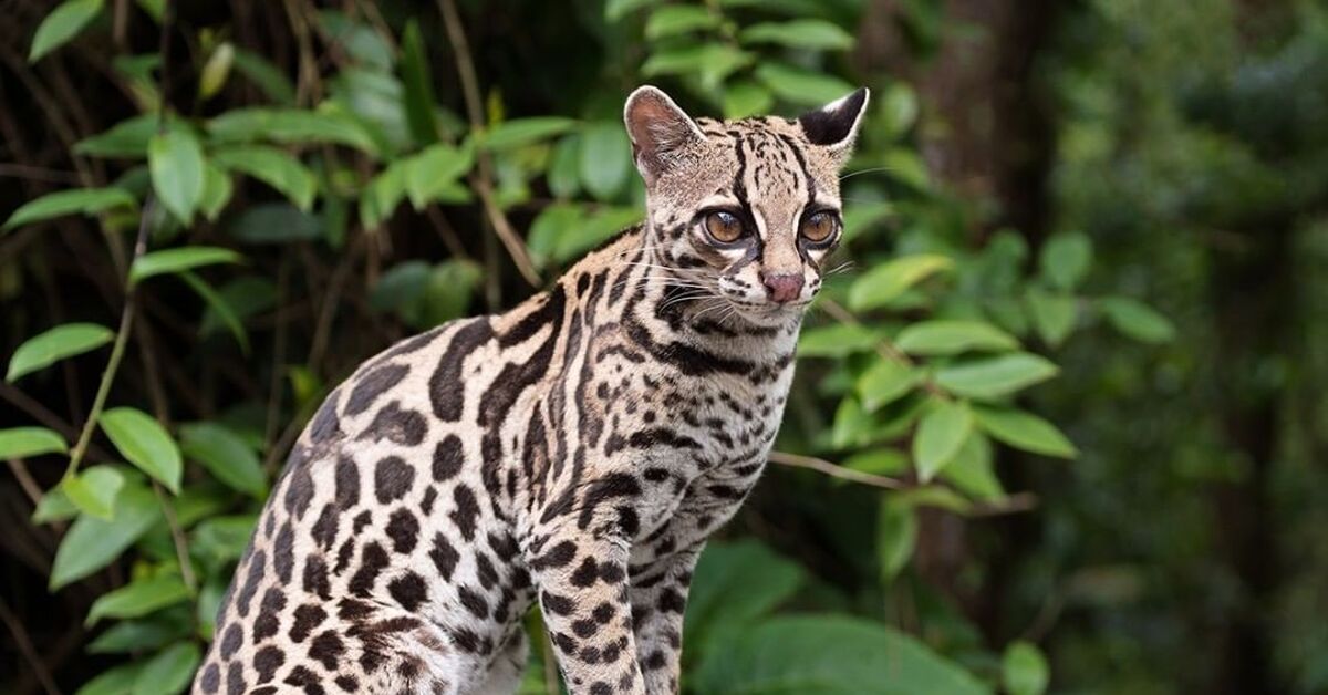 Оцелот цена. Леопард онцилла. Онцилла тигровая кошка. Оцелот, онцилла, Маргай. Оцелот (leopardus pardalis).