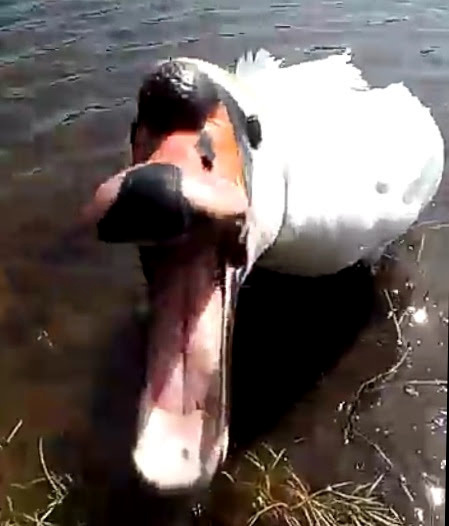 Страшный лютый птицезверь