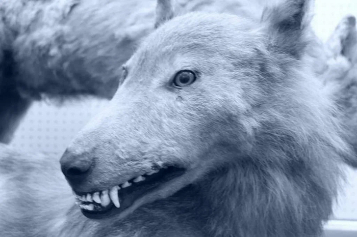 Хоккайдский волк: Добрался до Японии позже людей и так понравился местным, что они стали скрещивать его с собаками Волк, Вымершие виды, Книга животных, Яндекс Дзен, Длиннопост