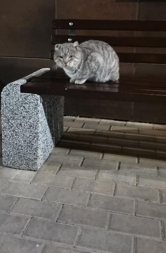 Krasnodar. The cat needs a home / overexposure. The person who feeds him at least somehow flies out on Monday morning. Thrown to the new LCD - My, Animal Rescue, Helping animals, cat, No rating, Longpost, Krasnodar, Video, Vertical video
