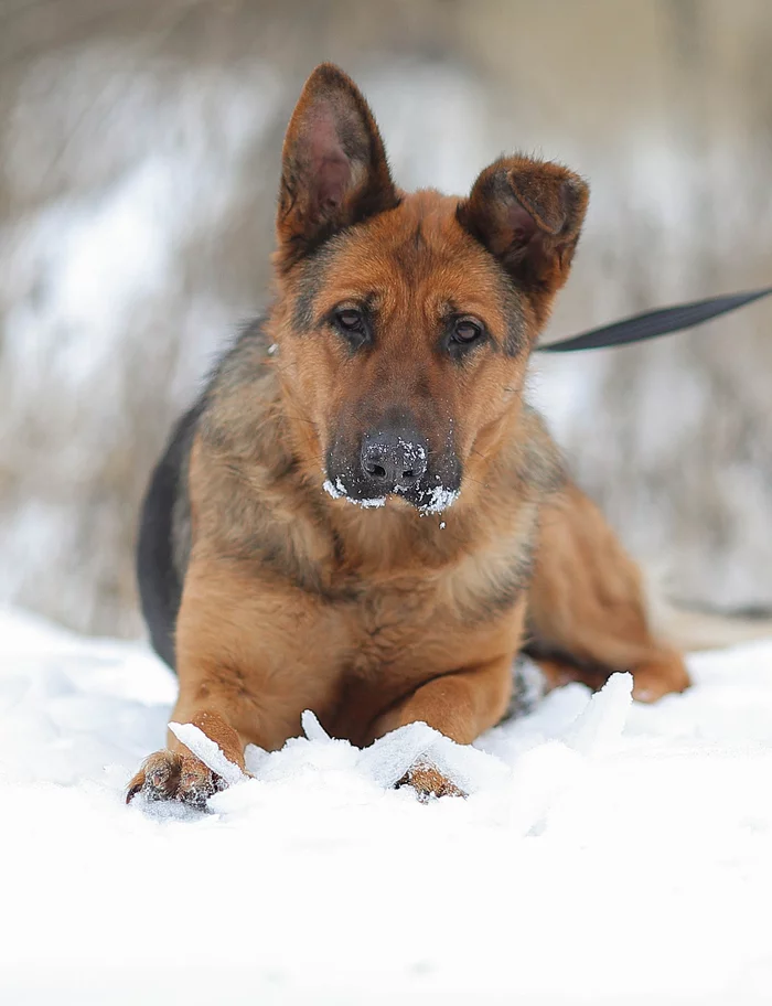 Akulina. Shepherd waits at the shelter - My, Shelter, Animal shelter, In good hands, The rescue, Volunteering, Veterinary, Helping animals, Moscow region, Homeless animals, Animal Rescue, Kindness, Moscow, Dog, Sheepdog, German Shepherd, No rating, Longpost