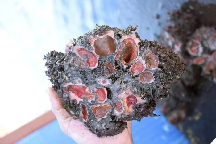 Piura: Living stones from Chile. The simplest creatures create large stalagmites from strong organic matter, and they also eat them - Ocean, Marine life, Animal book, Yandex Zen