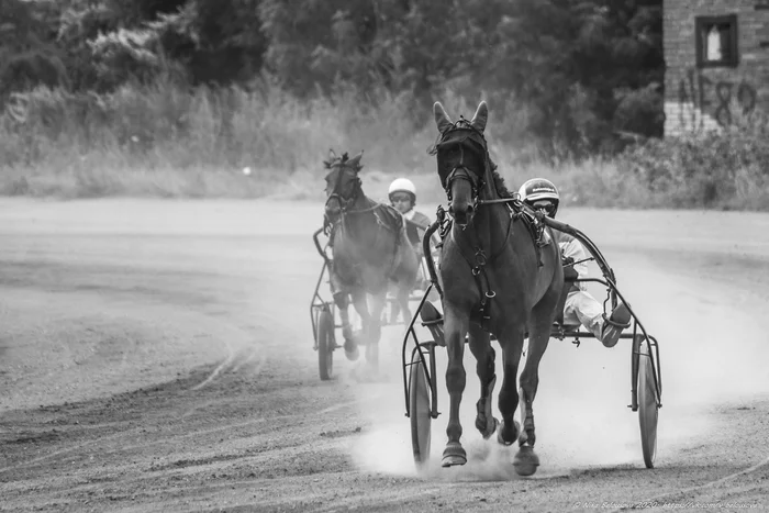 Hippodrome fighters - My, Horses, Hippodrome, The photo, Horse-race, Longpost