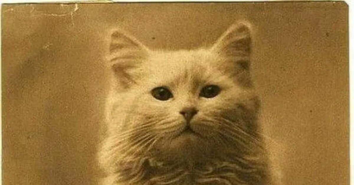 Первая в мире фотография кота