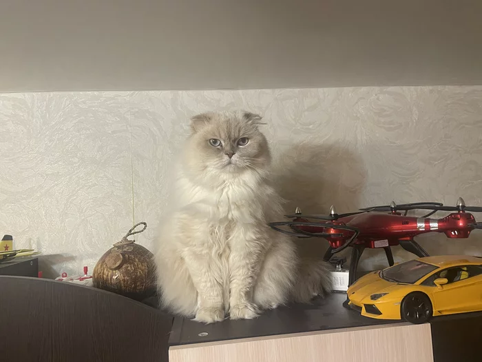 Under the ceiling - My, Highland Fold, cat, Mobile photography, Mat, Fluffy, Fluffy bituhi, Scottish lop-eared, Pets