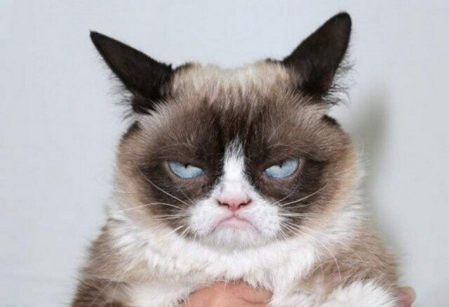 ,   ?  , , , , Grumpy Cat