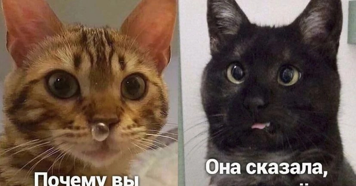 Афоризмы про кошек. Женщина что то задумала. Что у нее и так. И так сойдет рисунок. Что у нее и так.