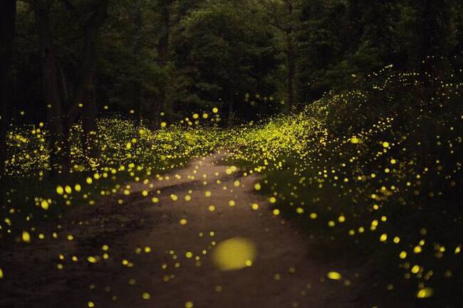 Great Smoky Mountains - Facts, Amazing, Informative, Nauchpop, Fireflies