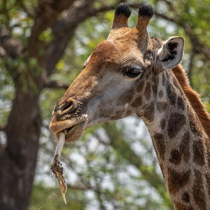 The body needs calcium - Giraffe, Artiodactyls, Mammals, Animals, wildlife, Kruger National Park, South Africa, The photo, Bones