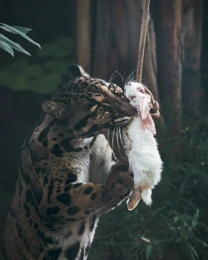 Clouded leopard saves a rabbit - Clouded leopard, Rare view, Big cats, Predatory animals, Mammals, Animals, Wild animals, Zoo, The photo, Feeding