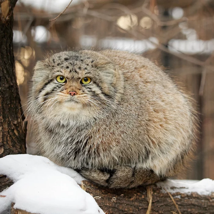 Favorite fluff... - cat, Pallas' cat, Novosibirsk Zoo