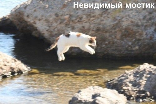 Невидимые коты - Кот, Волна боянов, Длиннокот, Длиннопост