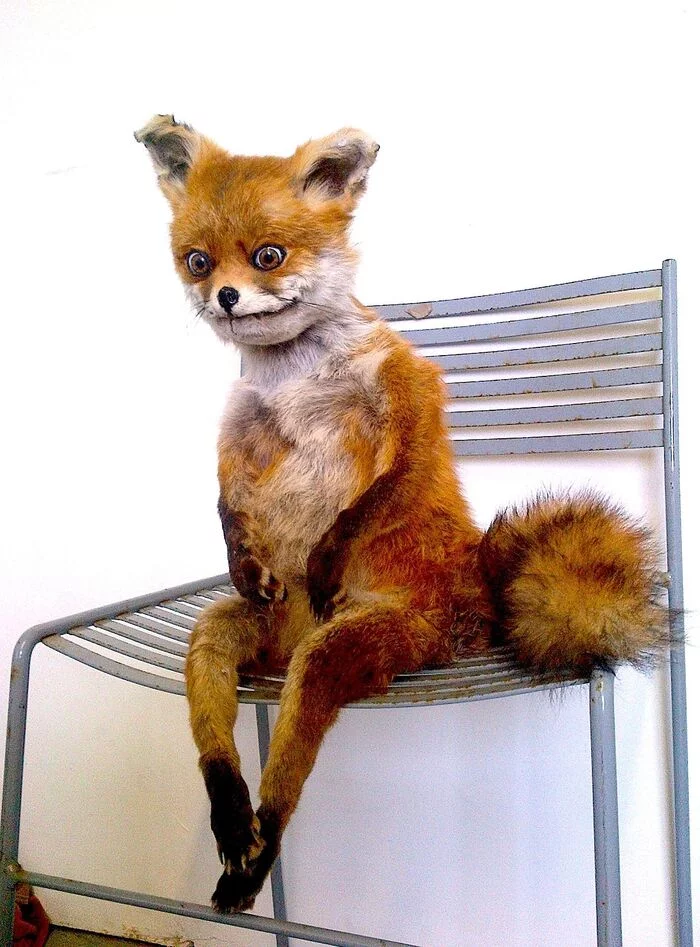 Just look at this stubborn fox! - Wave of Boyans, Stoned fox, Images, Taxidermy, Memes