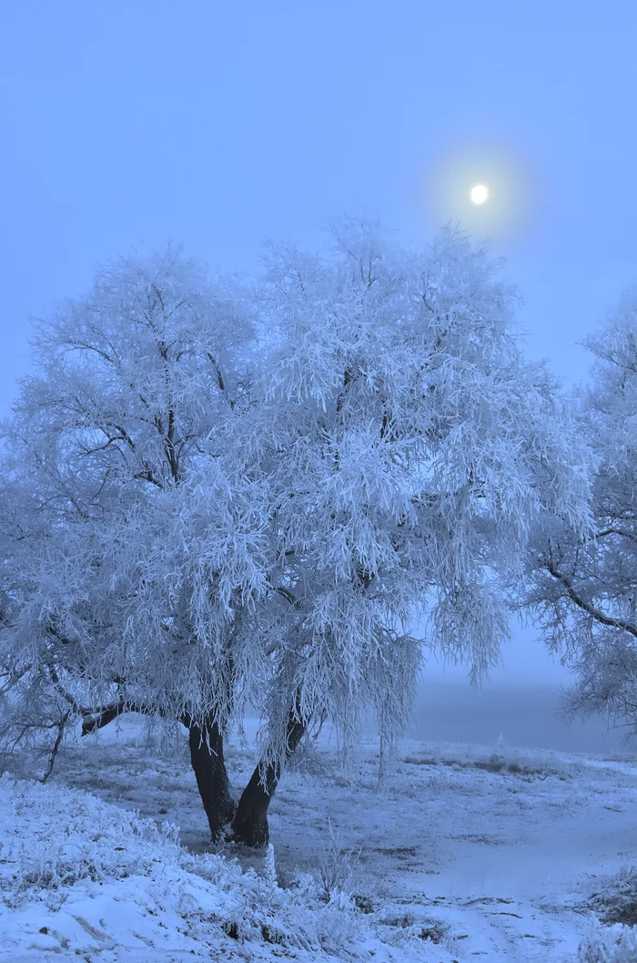 Frosty and foggy morning - My, Krasnoyarsk region, Shushenskoye, The photo, Nikon, Winter, freezing, Morning, dawn, Longpost