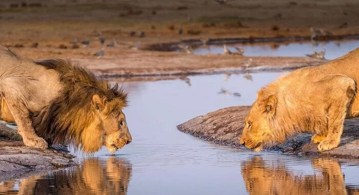 The border - a lion, Rare view, Big cats, Cat family, Mammals, Animals, Wild animals, wildlife, Africa, The photo, River, Waterhole