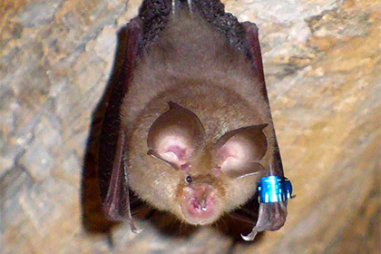 Scientists scared by successful experiment to remake bat virus - Coronavirus, Bat, Scientists, China, news