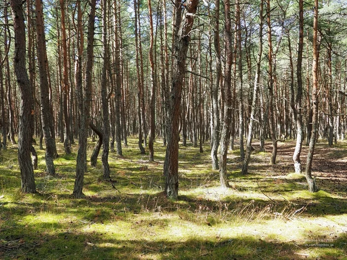 Dancing forest. curonian spit - My, The photo, sights, Curonian Spit, Olympus, Kaliningrad region, Forest, Tree, Longpost